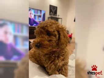 Ράτσα: Γκόλντεν Ριτρίβερ - Golden Retriever | Ηλικία: 2,5 μηνών | Φύλο: Αρσενικό | Αρ. Microchip: 4567883654 | Εκπαιδευμένο | Περιοχή: Αττική